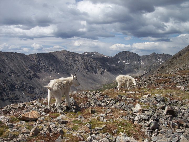 Colorado Mountain Goats