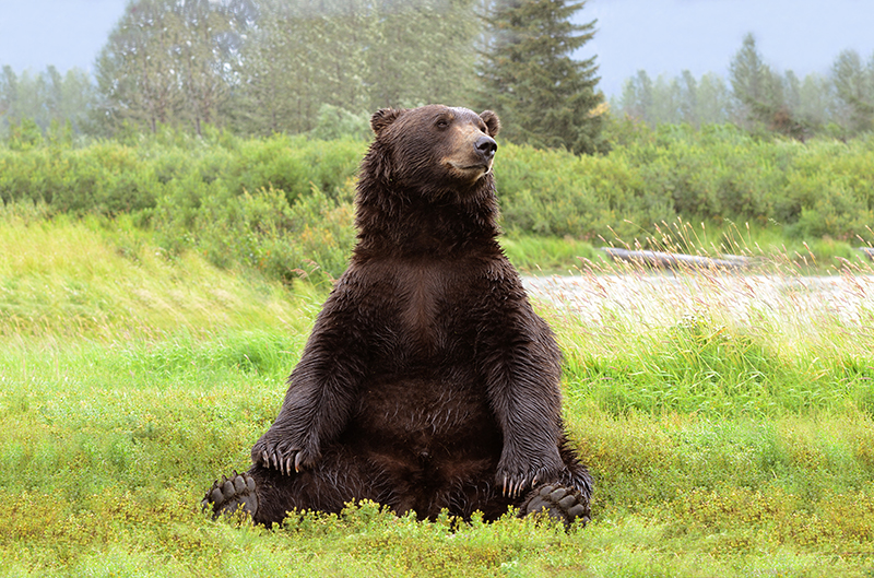 Grizzly bear sitting on the grass. Coastal Brown Bear, Alaska