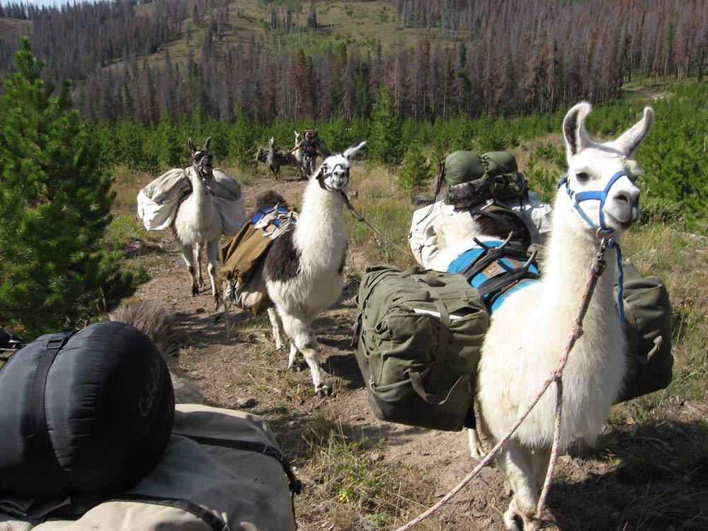 Outdoors Geek llamas and camping gear