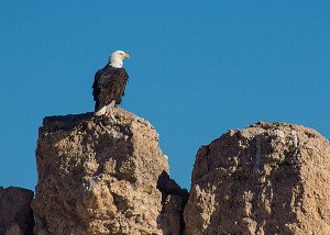 Bald eagle photo in US national park
