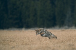 Coyote safety tips for hikers