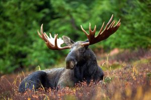 Colorado big game hunting season