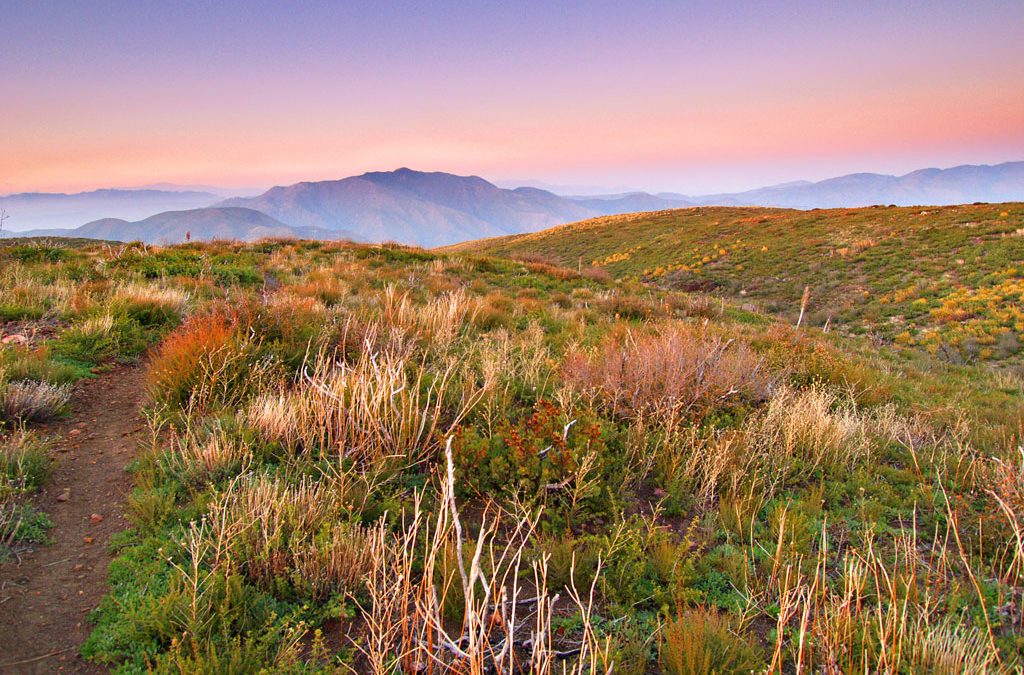 meadow with a mountain in the distance