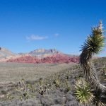 Red Rock Canyon, BLM, Nevada Joshuatree_redrockcanyon