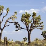 Joshua Tree National Park, California