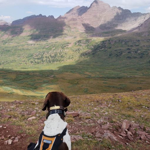 Dog and Mountains